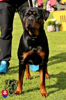 Rottweiler s PP  Rotvajler s PP Štenata rotvajlera s PP Šten - 2