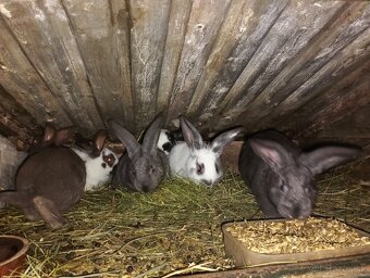 Predám králiky - 2