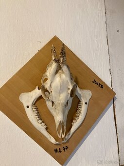 Poľovnícke trofeje - 2