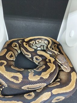 Pytón kráľovský-Python regius - 2