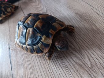 Testudo hermani 2 2024 - 2
