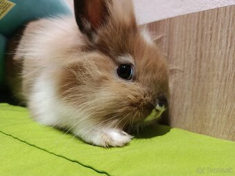 Darujem kralička - 2