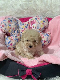 Pudel pudlik toy - 2