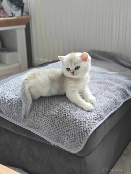 Britské mačiatka kocurik chinchilla - 2