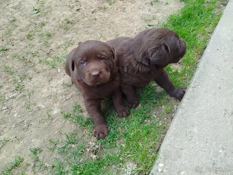 Labrador - 2