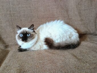 Britská modrá colorpoint - 2