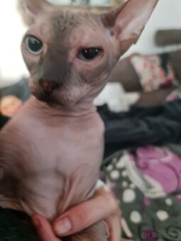 Sphynx kocúrik na predaj - 2