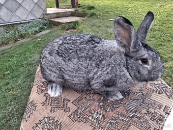 Činčila veľká - 2