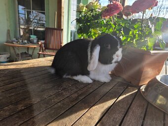 Zakrslý králik - 2