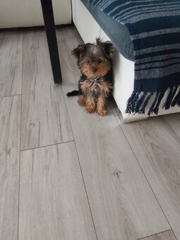 Predám šteniatko yorkshire - 2