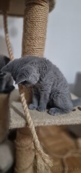 🐾 Na predaj tri rozkošné britské mačiatka – dievčatká 🐾 - 2