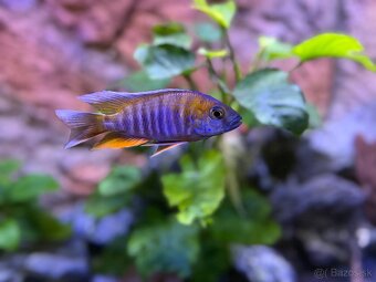 Africké cichlidy - 2