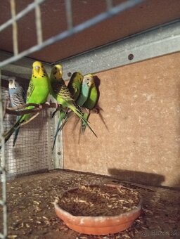 Predám vlaňajšie andulky. - 2