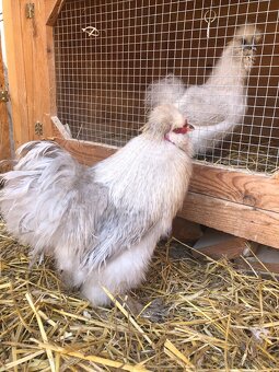 Predám kohútov velka EU hodvabnicka - 2