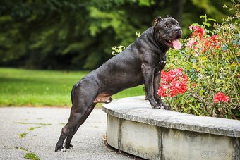 American Bully XL krytie - 2