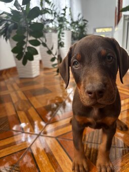 Doberman šteniatka - 2