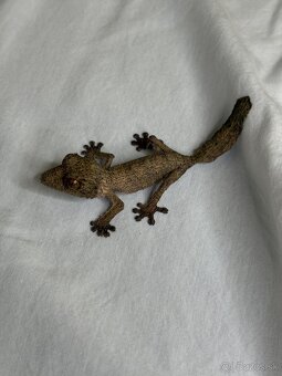 Uroplatus Henkeli - 2