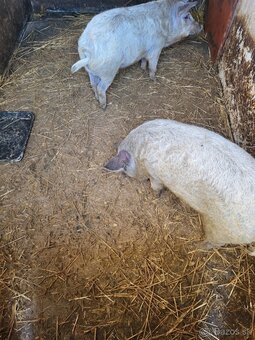 Prasatá, prasiatka, prasa, mangalica, - 2