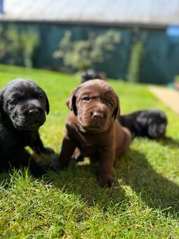 Labrador šteniatka - 2