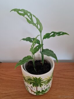 Monstera obliqua peru - 2