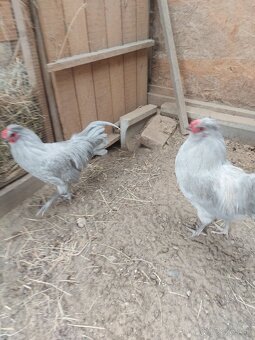 Predám mladých kohútov araucana levanduľových - 2
