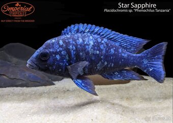 Placidochromis - 2