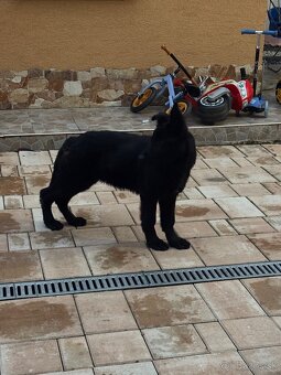 Nemecky ovciak steniatka - 2