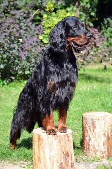 Gordon seter s PP - plánovaný vrh G - 2