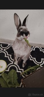 Darujem zajačika - 2