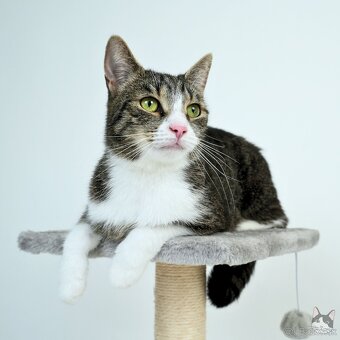 Citlivá mačička SASHKA hľadá domov - 2