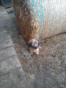 Šteniatko darujem - 2