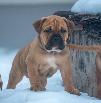 Staroanglický buldok - 2