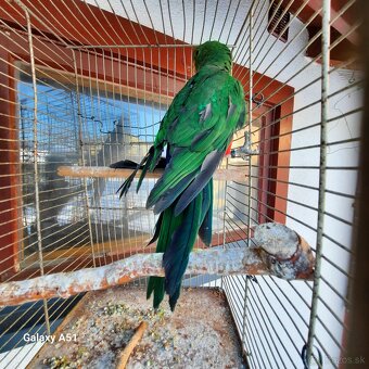 Papagaj kráľovský - 2