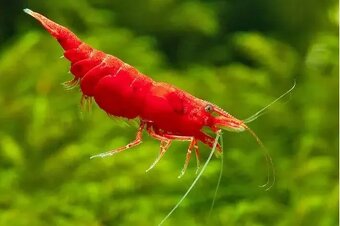 Krevety Neocaridina Davidi na predaj - 2