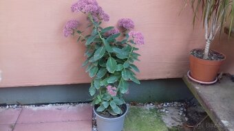 Hylotelephium spectabile - 2
