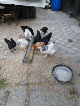 Predám Brahmanky Araucana Australopka - 2