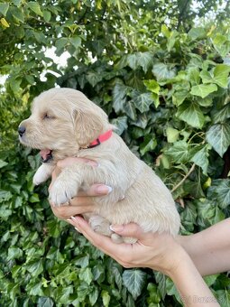 Zlatý retriever šteniatka - 2