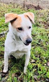 Darujem 1,5 ročnú fenku - 2