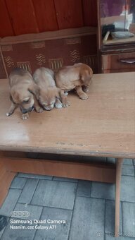 Darujem šteniatka - 2