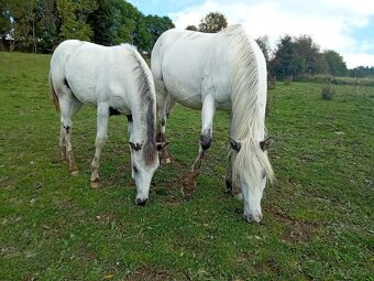 100% Appaloosa hřebeček - 2