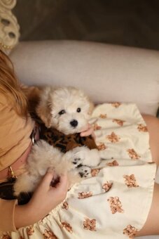 Maltipoo Pudel - 2