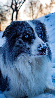 Border kolia na krytie - 2