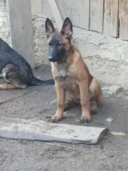 Šteniatka nemecký ovčiak - 2