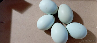 Araucana z Nemecka ,Nasadové vajička - 2