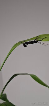 Peruphasma schultei - 2