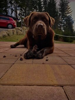 Labrador - 2