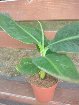 BANAN - 2