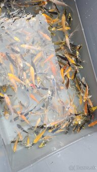 Predám Japonské butterfly koi kapre - 2