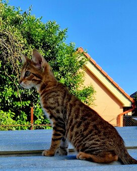 Bengalsky kocurik - 2