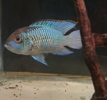 Cichlidy - 2